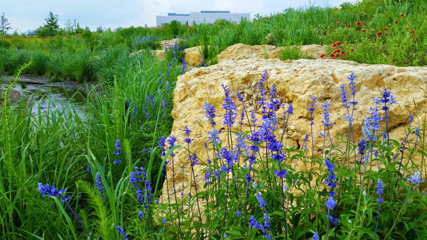 The 14-acre Bluestem Park in Fort Worth was restored to its original Blackland Prairie...