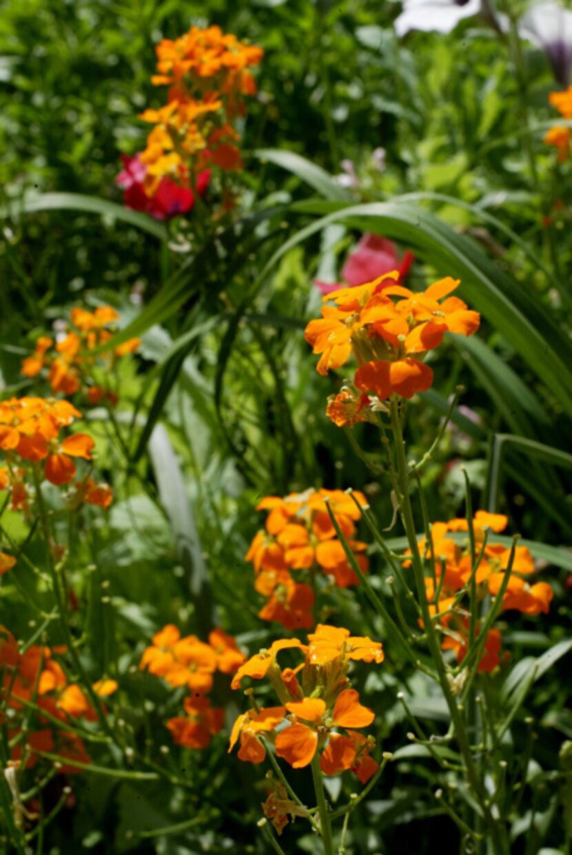 New wallflower hybrids have expanded the color palette of this old-fashioned plant.