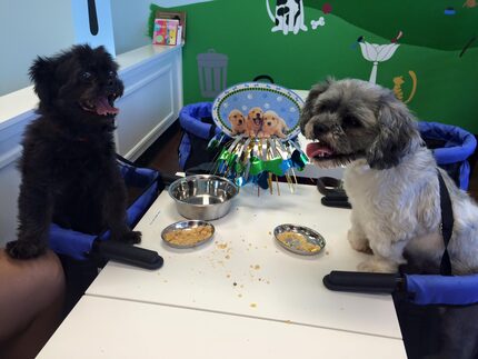 Bark Out Loud provides high-chairs for smaller dogs to sit at the indoor tables.