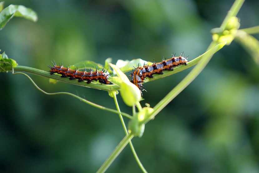 

Like many caterpillars, Gulf fritillary larvae are voracious eaters.



