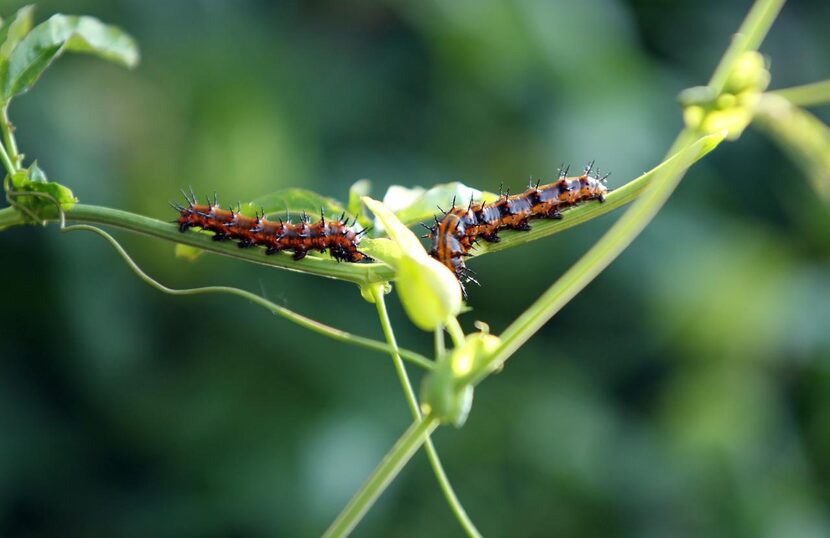 

Like many caterpillars, Gulf fritillary larvae are voracious eaters.


