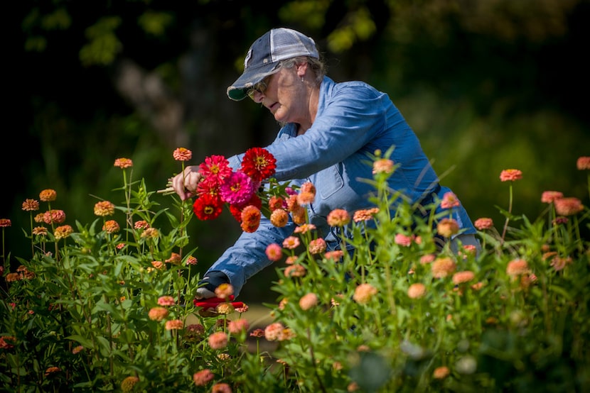 Amanda Vanhoozier cuts zinnias.