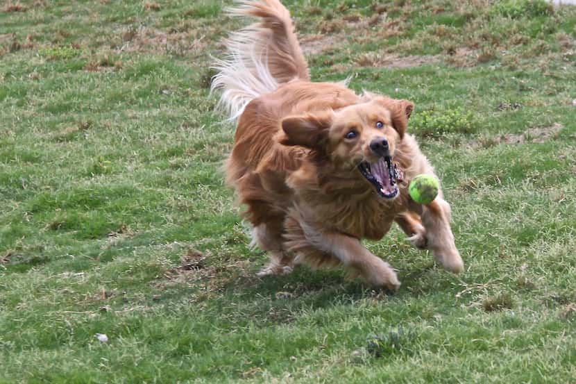  Chasing and bobbing for tennis balls were just a few of the fun activities at the golden...