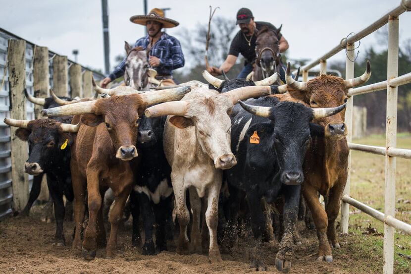 Charros move steer into a chute as they participate in a coleadero, a type of Mexican rodeo,...