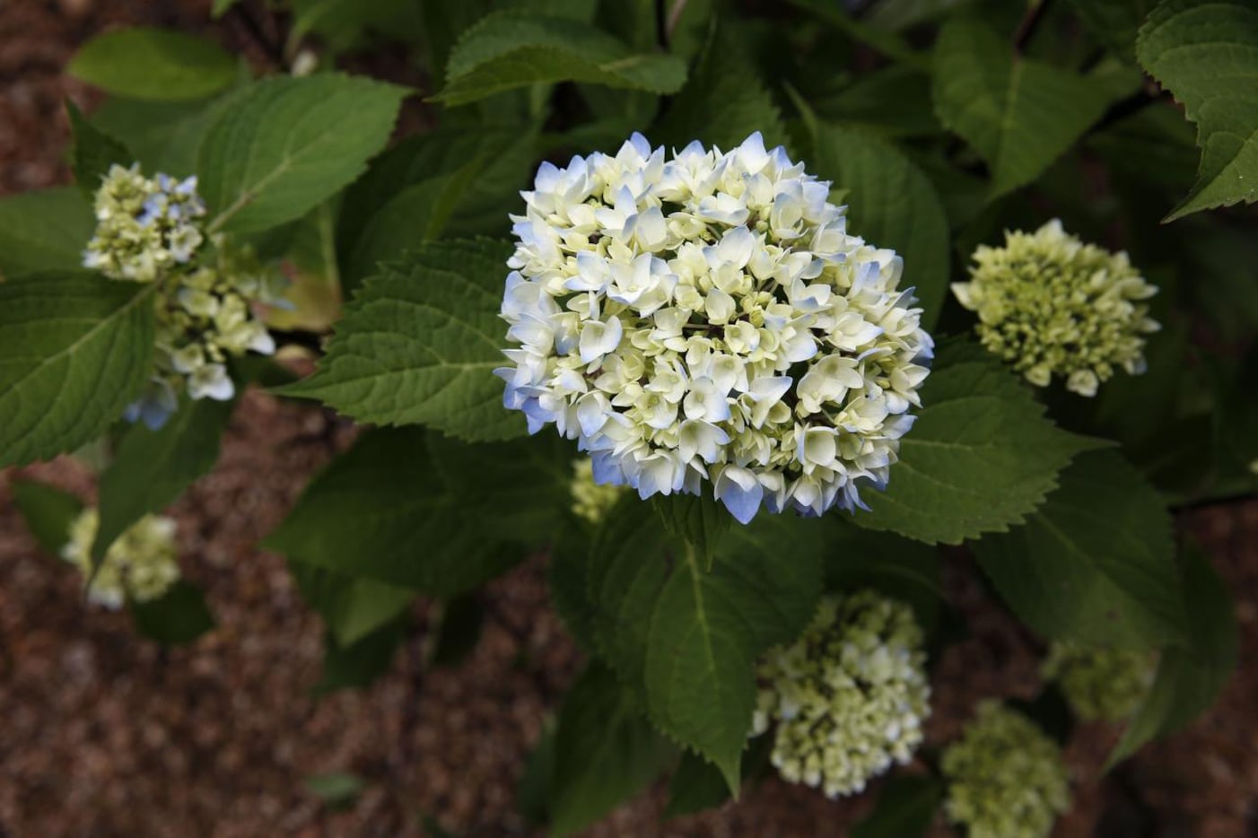 A Blue Enchantress Hydrangea macrophylla at Mariana Greene's home