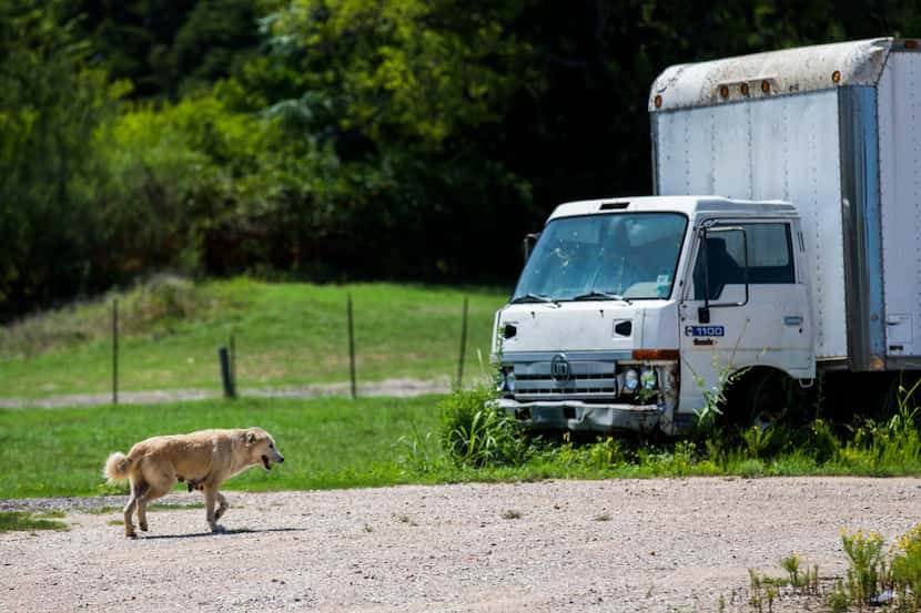 A stray dog walks on the road Thursday in Hutchins near where Relle Austin of Dallas Street...