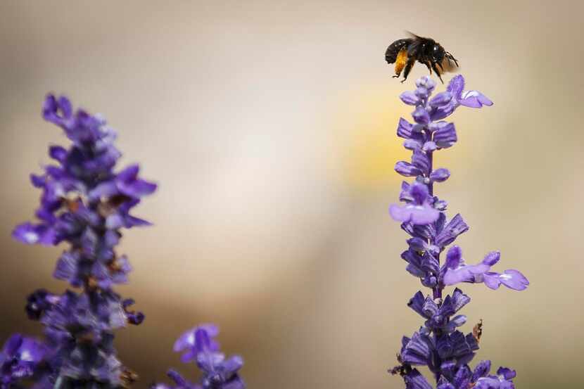 A bee lands on flowers in the New Hope Garden at the Austin Street Center on Tuesday, May...
