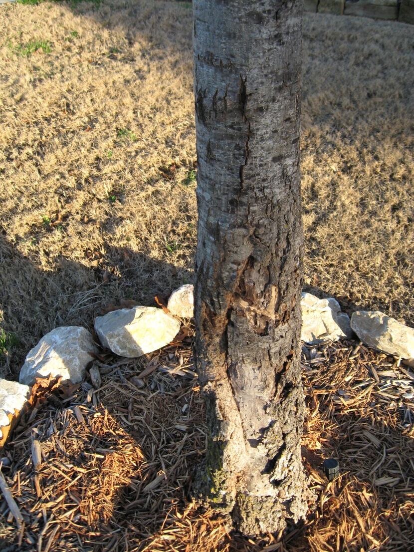 A reader was advised to keep up the Tree Trunk Goop treatment on a 4-year-old red oak, and...