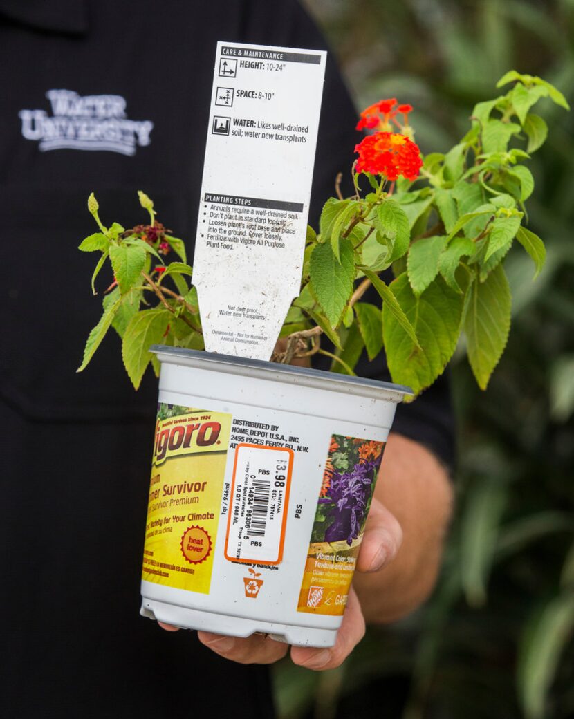 Danial Cunningham holds a lantana plant with a tag.