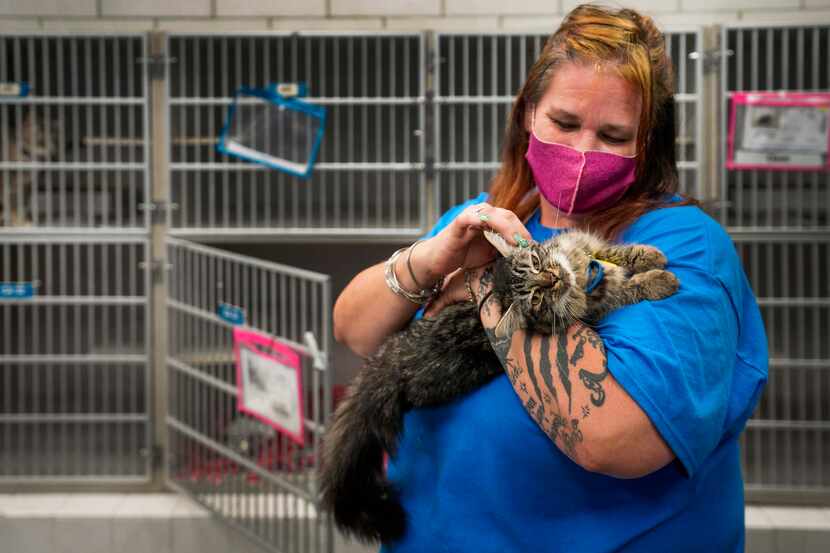 Animal care technician Brigitte Beddow pets 2-year-old brown tabby Nevaeh in the cat room at...