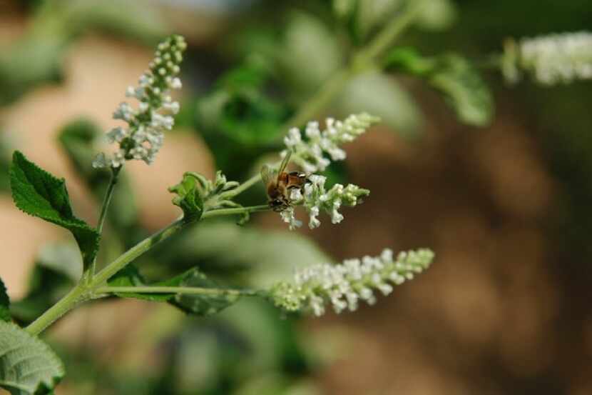 Bee on sweet almond verbena plant 