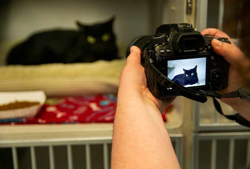 A Dallas Animal Services staff member photographed a cat last spring for posting on the...