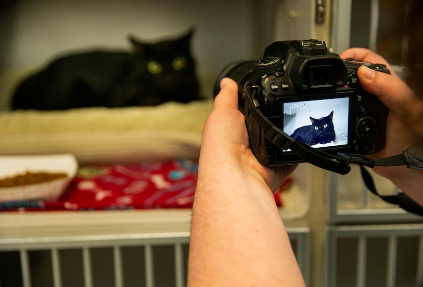 A Dallas Animal Services staff member photographed a cat last spring for posting on the...