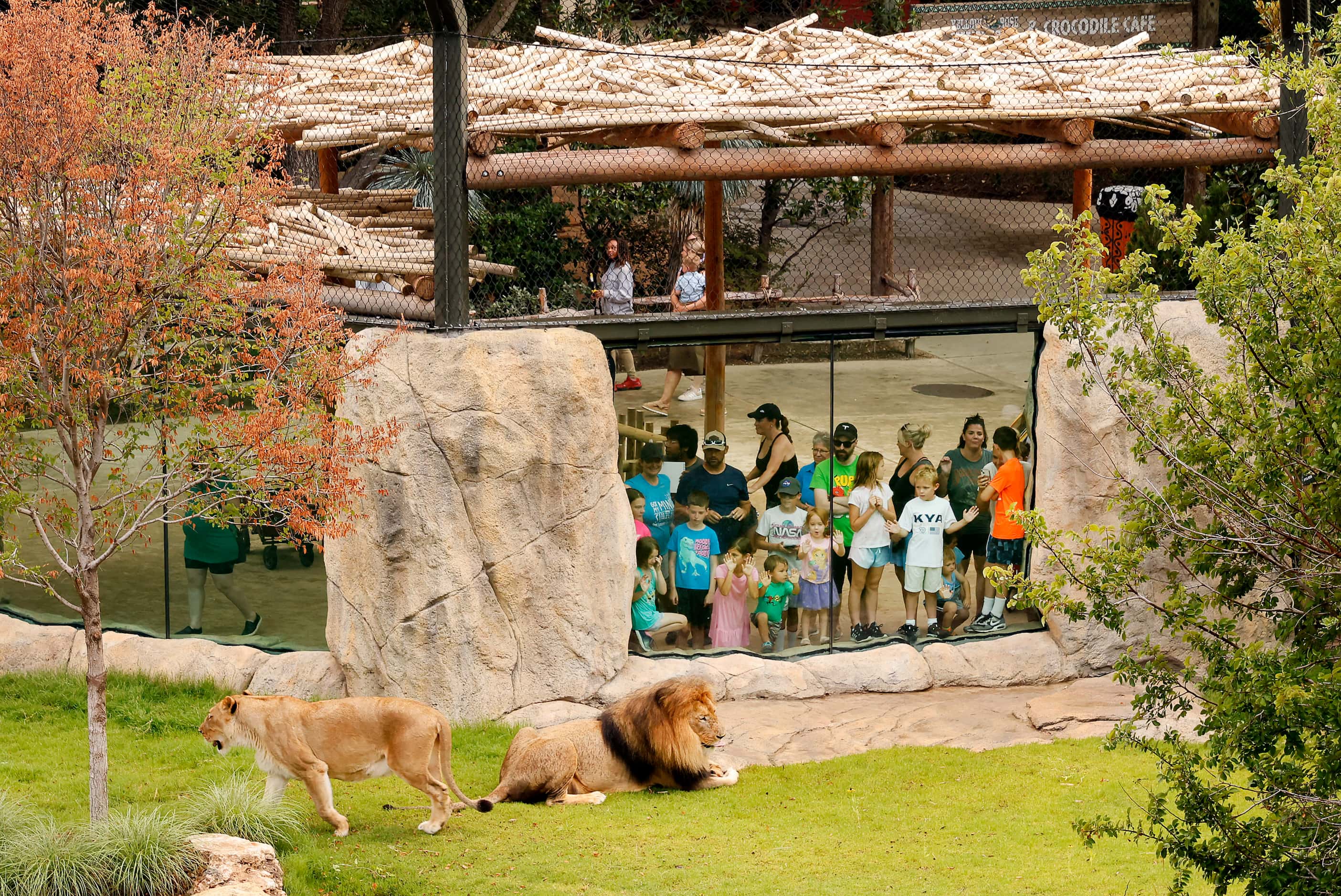 Families get an unclose look at African lions in the third phase of A Wilder Vision,...