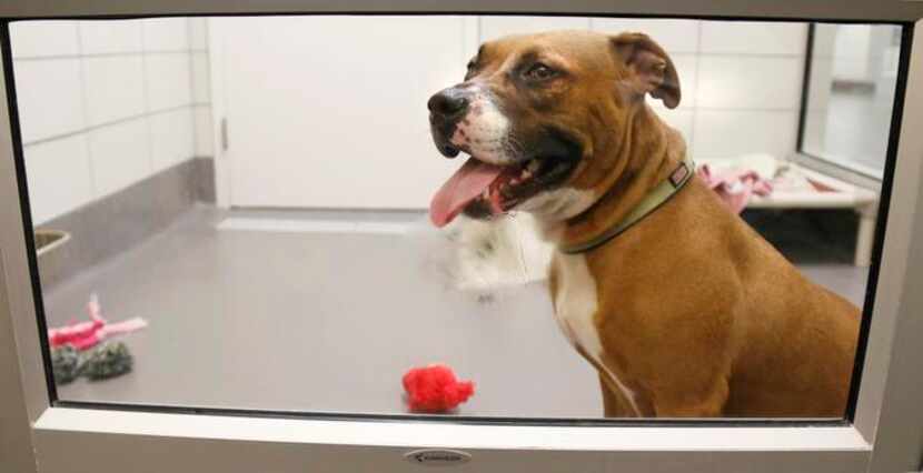 
Arya, a 3-year-old pit bull mix at the Dallas SPCA, is waiting. Pets will be spayed or...