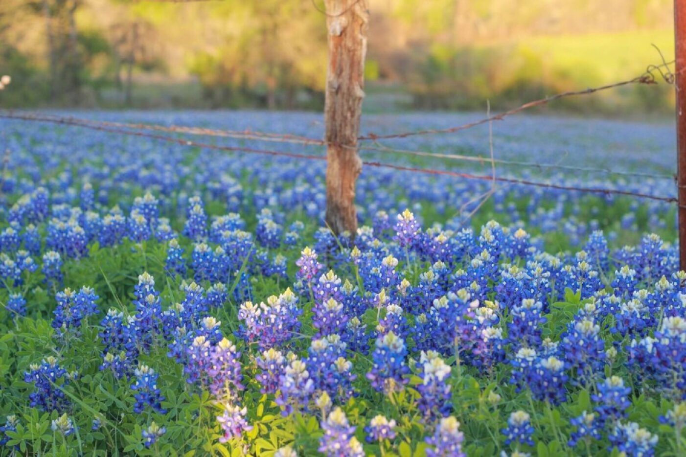 Bluebonnets taken on March 21, 2017 in Ennis 