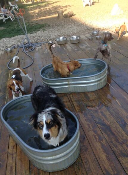 Pooches cool off at Mutts Canine Cantina.