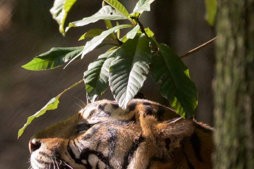 Kipling, a 9-year-old Sumatran Tiger, in his habitat at the Dallas Zoo, Monday, August 29,...