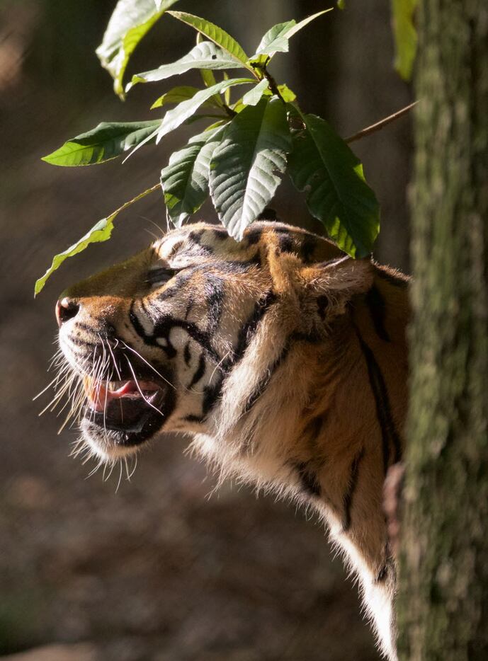 Kipling, a 9-year-old Sumatran Tiger, in his habitat at the Dallas Zoo, Monday, August 29,...