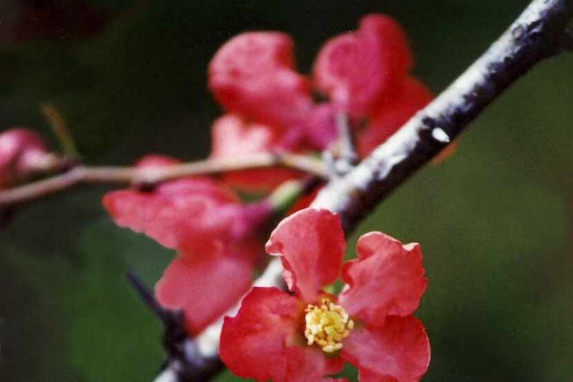 
Flowering quince will bloom better with organic fertilizers that feed the soil itself.
