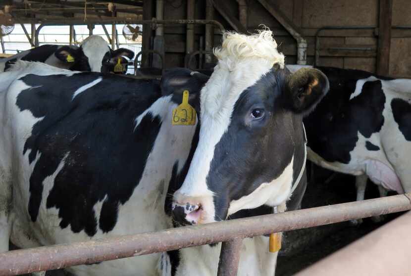 Dairy cows can stand tall again, with many of the anti-milk claims being debunked by...