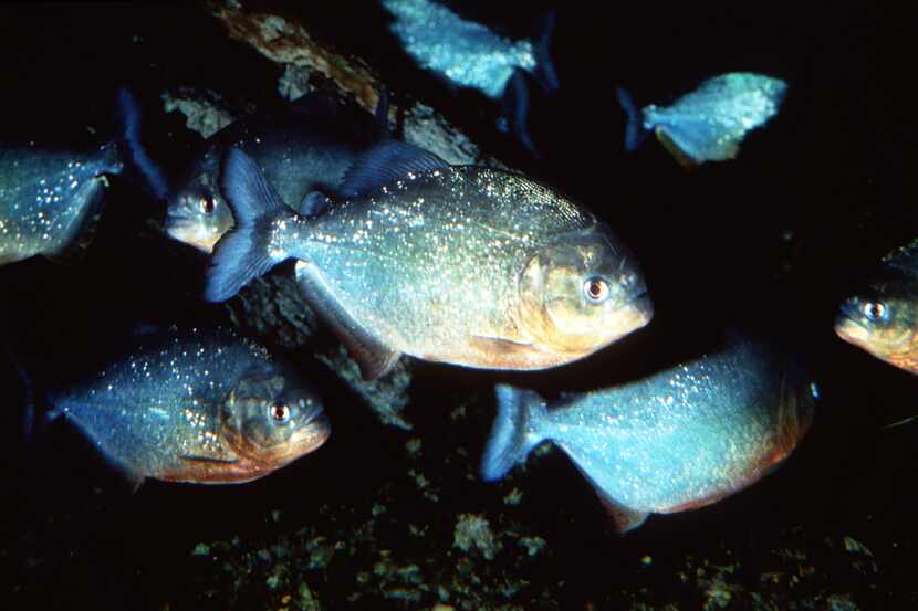 Piranhas are pictured in this file photo from the Dallas Aquarium at Fair Park.