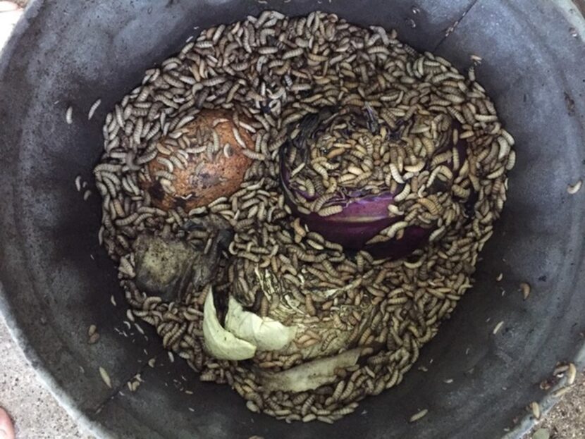 Black soldier fly larvae eating food scraps 