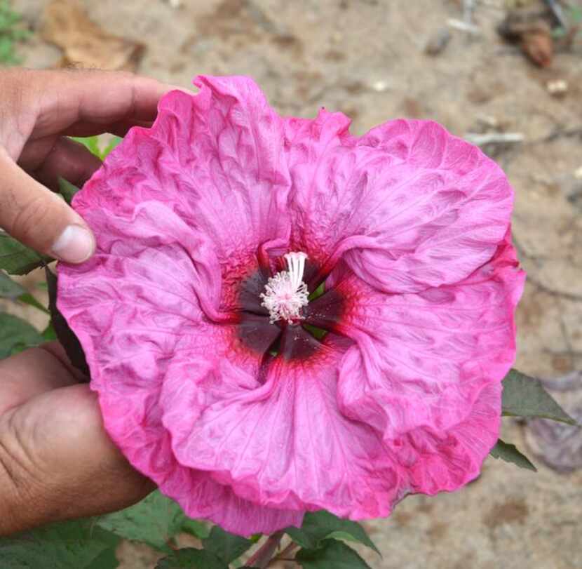 
The hibiscus team aims for flowers at least 12 inches in diameter. 
