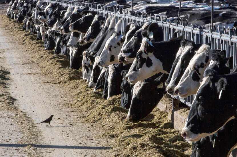 FILE - Dairy cattle feed at a farm on March 31, 2017, near Vado, N.M. The U.S. Department of...