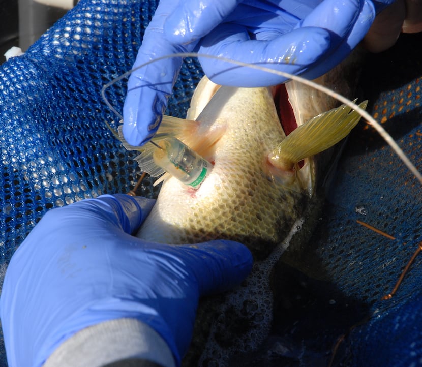 Transmitters were surgically implanted in bass for Texas Parks and Wildlife's behavior and...