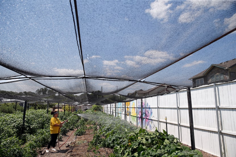 Olivia Bueno of Dallas waters the garden at Bonton Farms in July 2019.