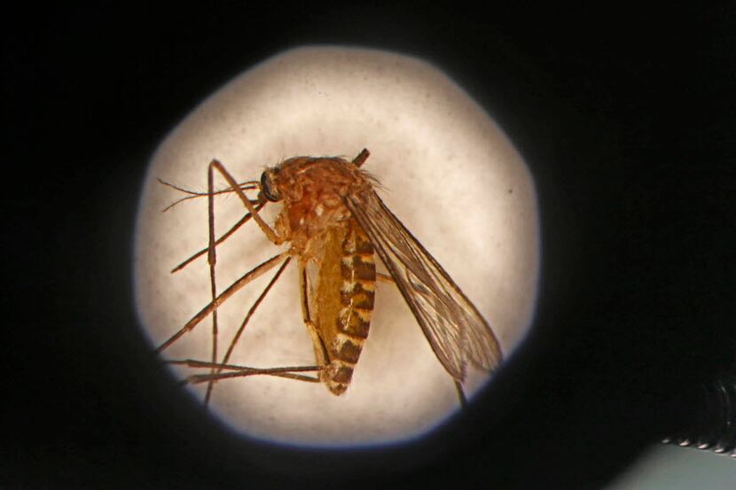 A Culex mosquito is seen through a microscope at the Dallas County mosquito lab Tuesday,...
