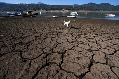 A dog stands on cracked, exposed banks of the Miguel Aleman dam in Valle de Bravo, Mexico,...