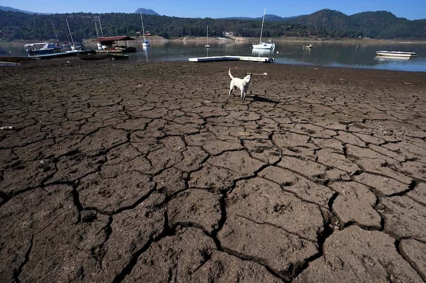 A dog stands on cracked, exposed banks of the Miguel Aleman dam in Valle de Bravo, Mexico,...