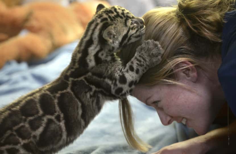 Point Defiance Zoo and Aquarium staff biologist Kadie Burrone offers her head as a climbing...