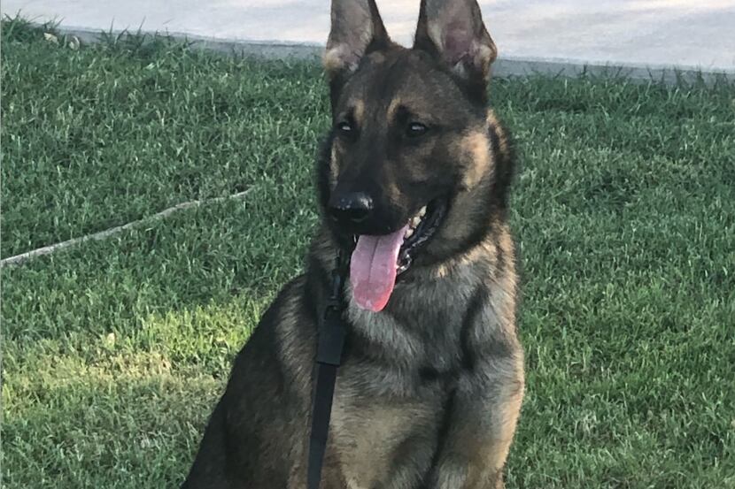 Allen Police Department recently welcomed Koda, a new K9 officer to its team. Koda will join...