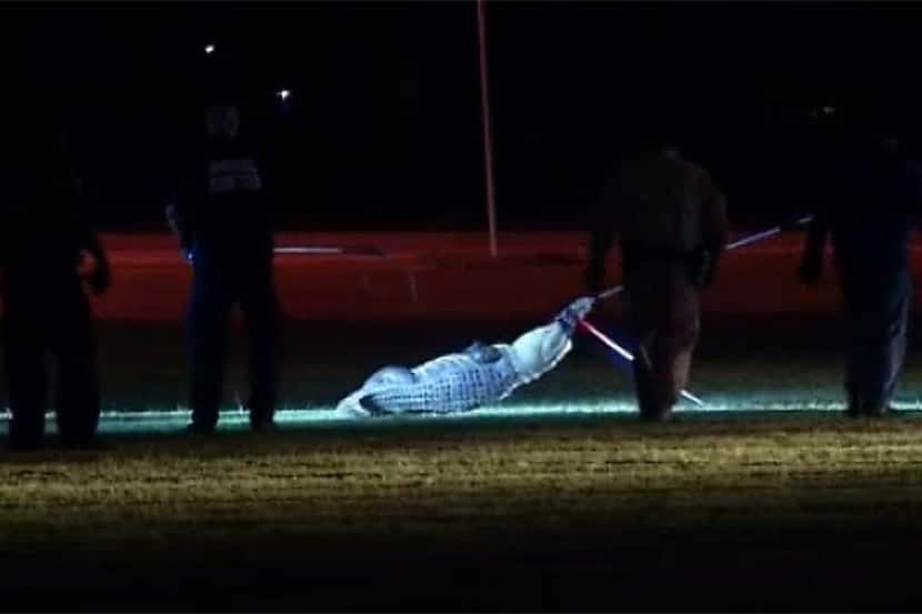Oficiales capturan a un caimán en un campo de la secundaria Steam, en el suroeste de Dallas....