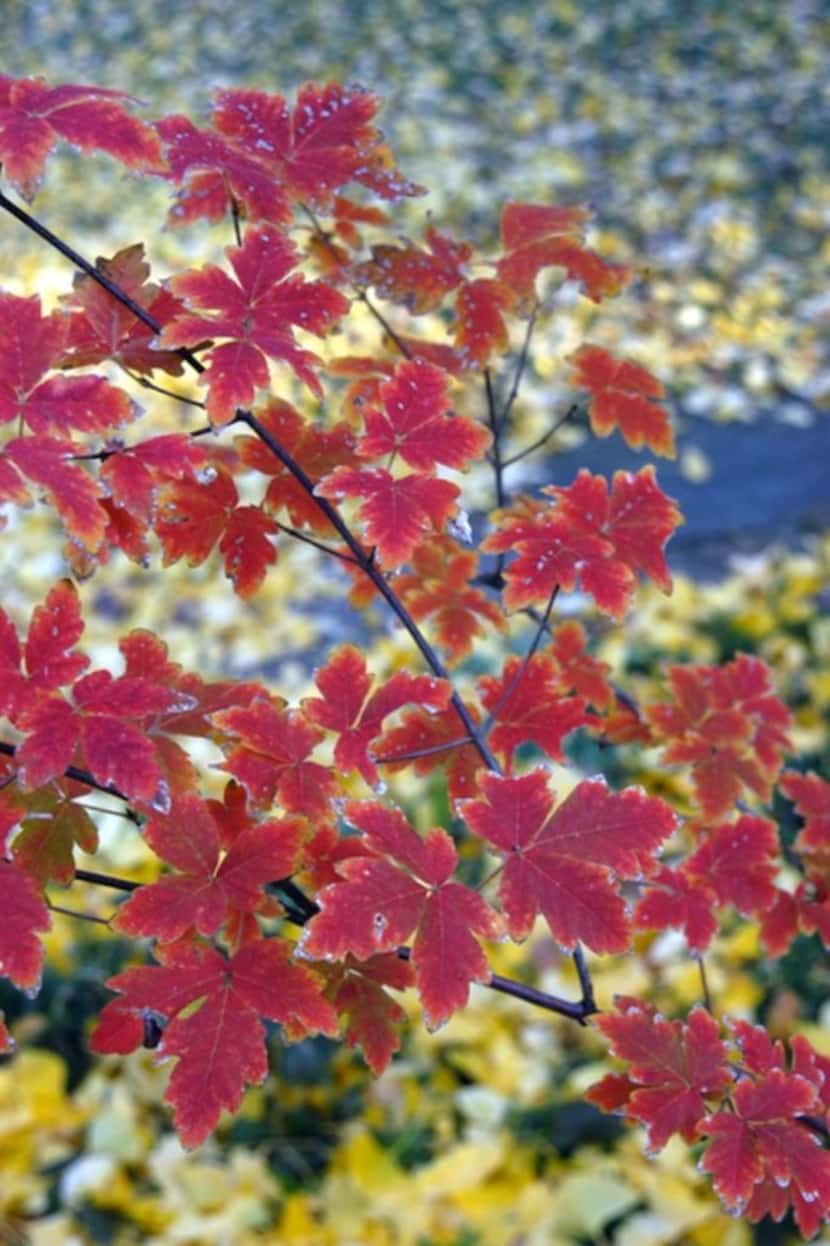 Paperbark maple tree (Acer griseum) 