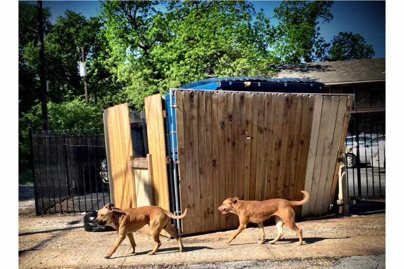 Two stray dogs pass apartments in southern Dallas in April 2016. 