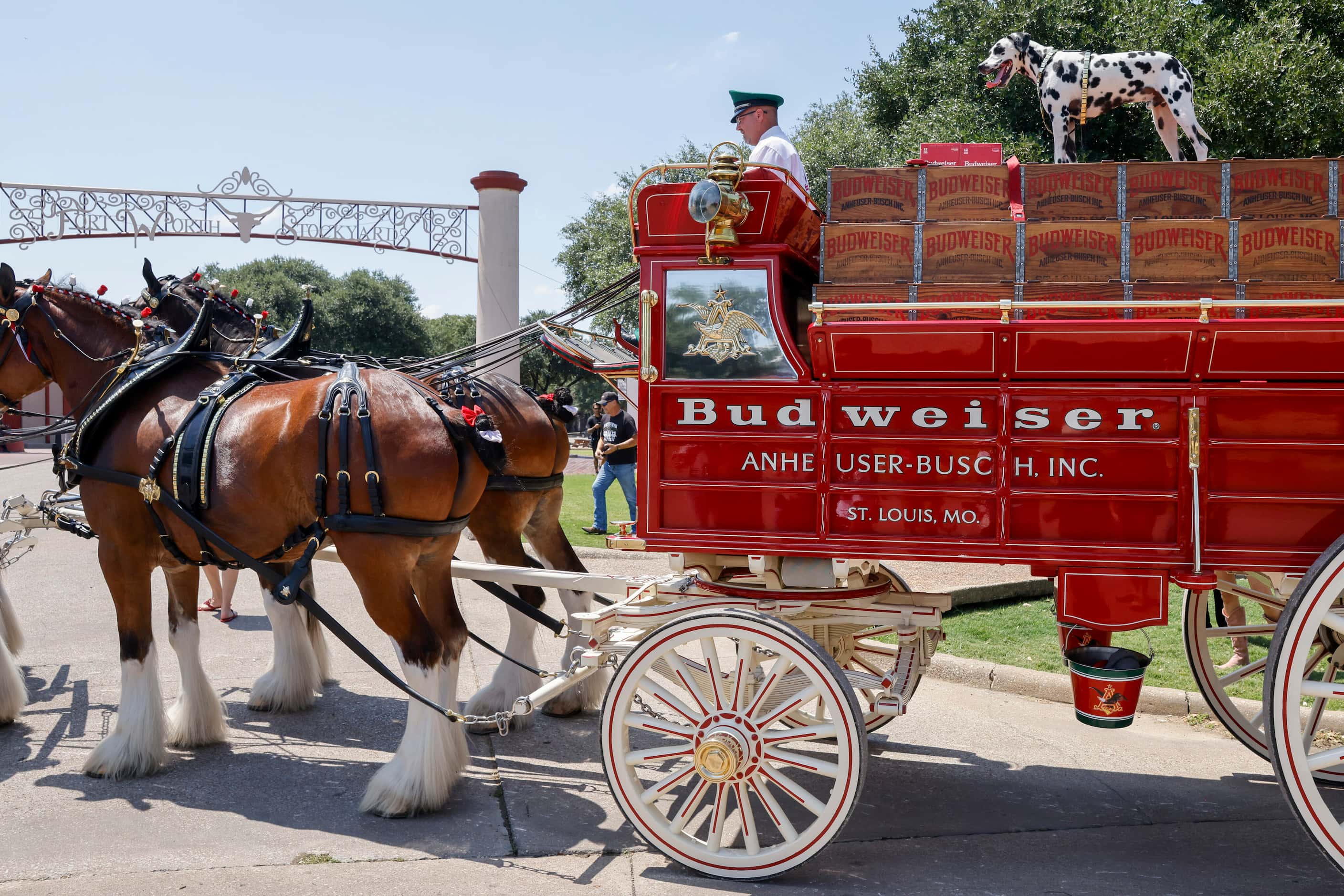The Budweiser Clydesdales and beer wagon stop at Billy Bob’s Texas in The Stockyards for an...