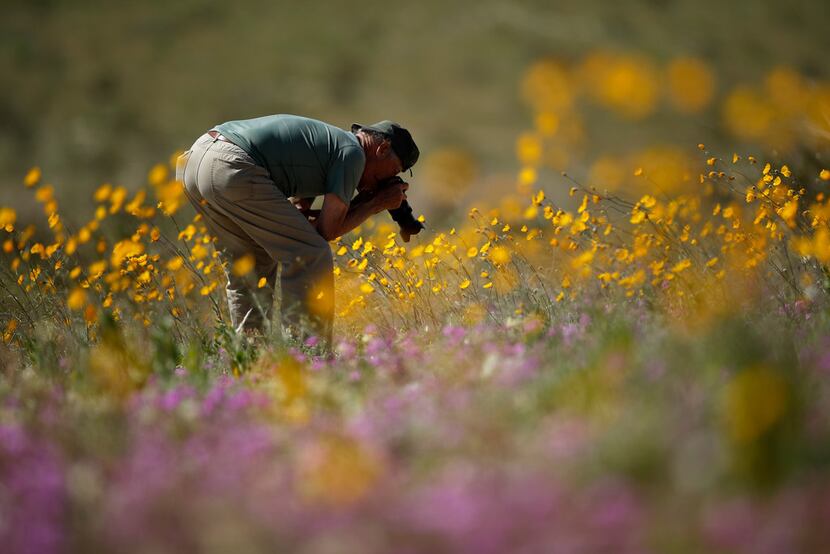A man photographs wildflowers near Borrego Springs, Calif. The region is experiencing its...