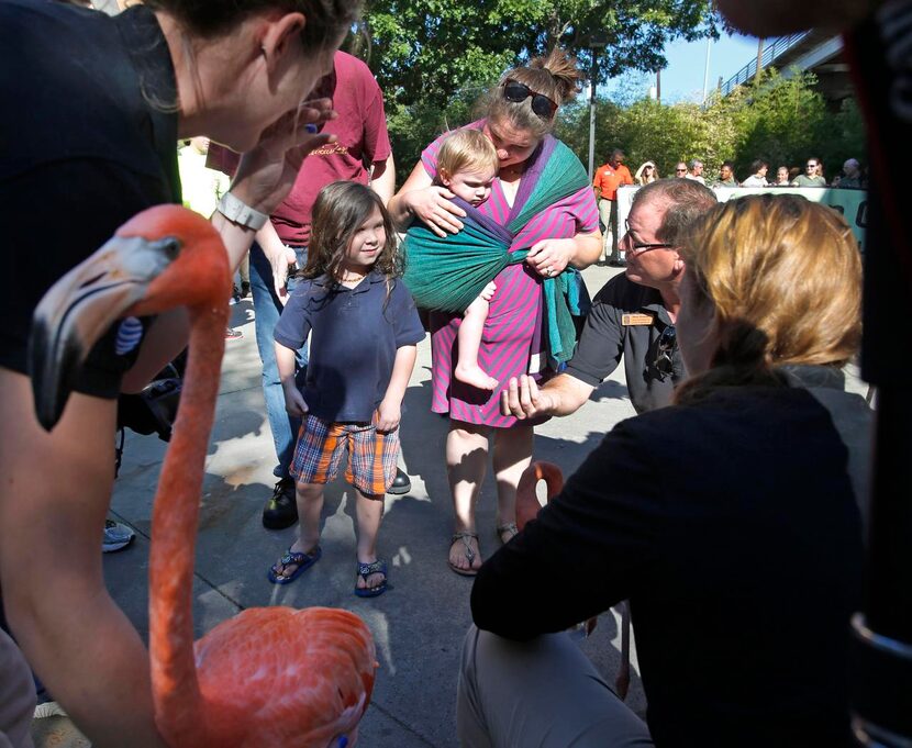 
Four-year-old Zachariah Martin of Anna and his family were hailed for pushing the zoo past...