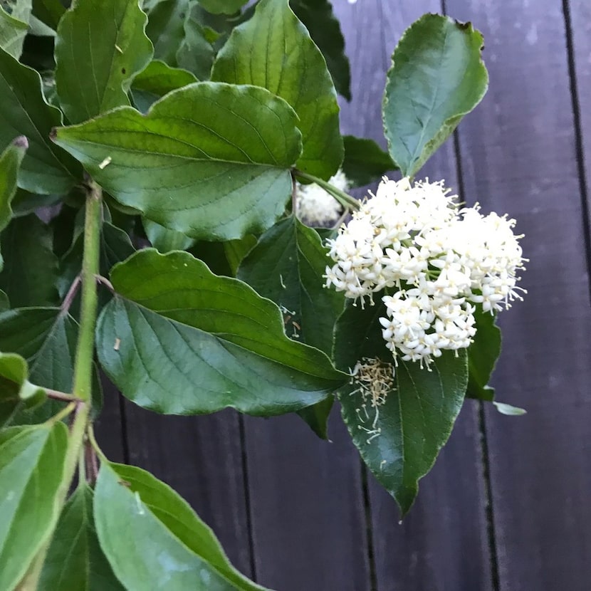 Roughleaf dogwood flowers