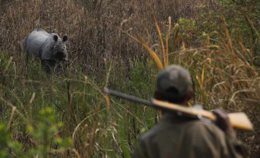 A forest guard looks at  a one horned Rhinoceros inside the Kaziranga National Park in...
