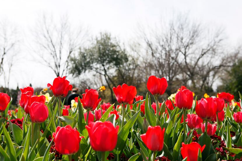 Red tulips on decorate the Jonsson Color Garden during the Dallas Blooms floral festival, on...