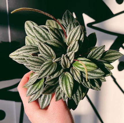 Person holding peperomia plant against black-and-white background