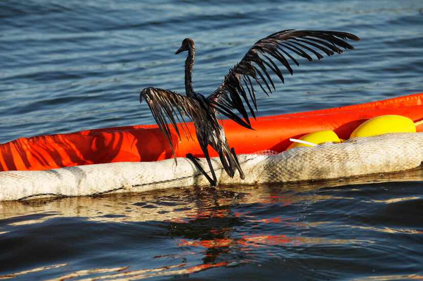 In this  June 26, 2010 file picture, an oil-drenched bird struggles to climb onto a boom...