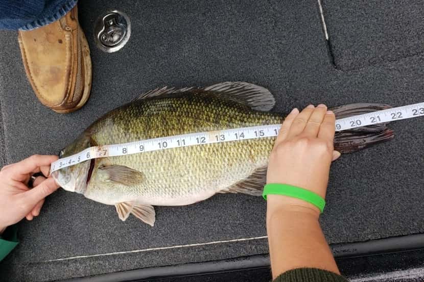 Cody Morrison's meanmouth bass, which measured 22 inches, is the third state record of its...
