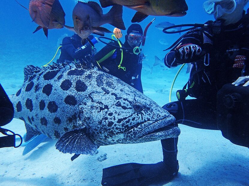 The giant potato cods are a highlight of Spirit of Freedom's 3-Day Cod Hole dive trip. The...