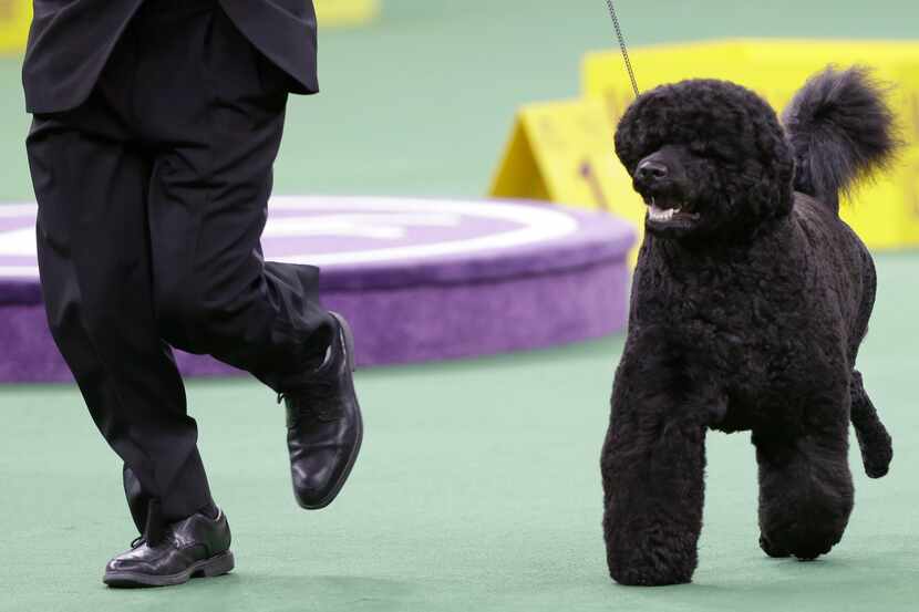 This 2014 file photo shows Matisse, a Portuguese water dog, competing in the working group...